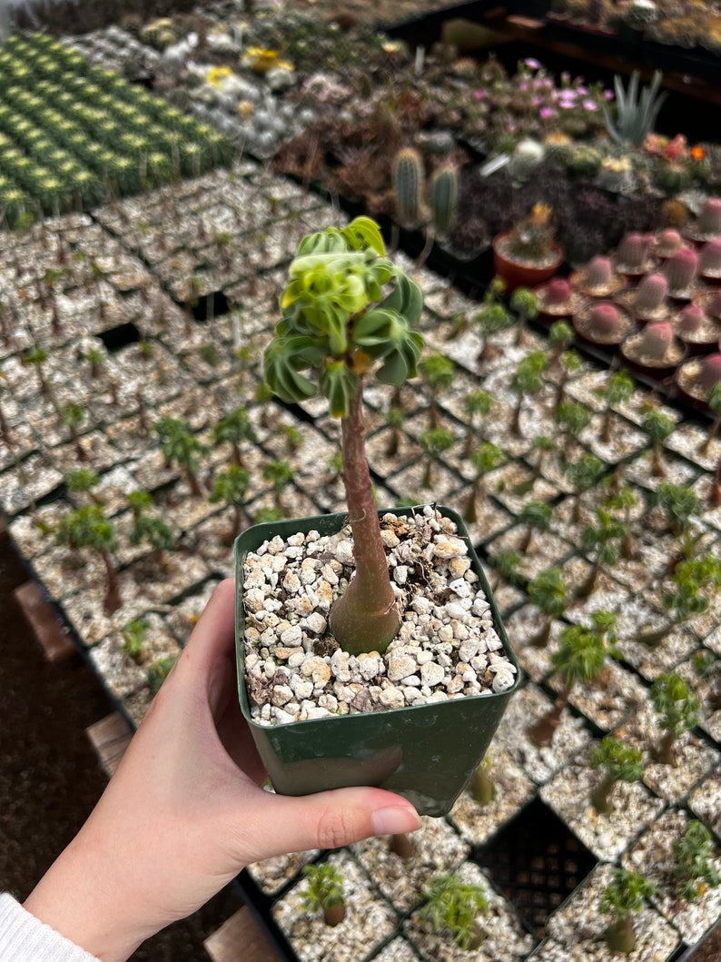 May include: A small potted succulent plant with a thick, brown stem and a cluster of green, ruffled leaves at the top. The plant is in a square, dark green pot filled with small, white pebbles. Other plants are in the background.