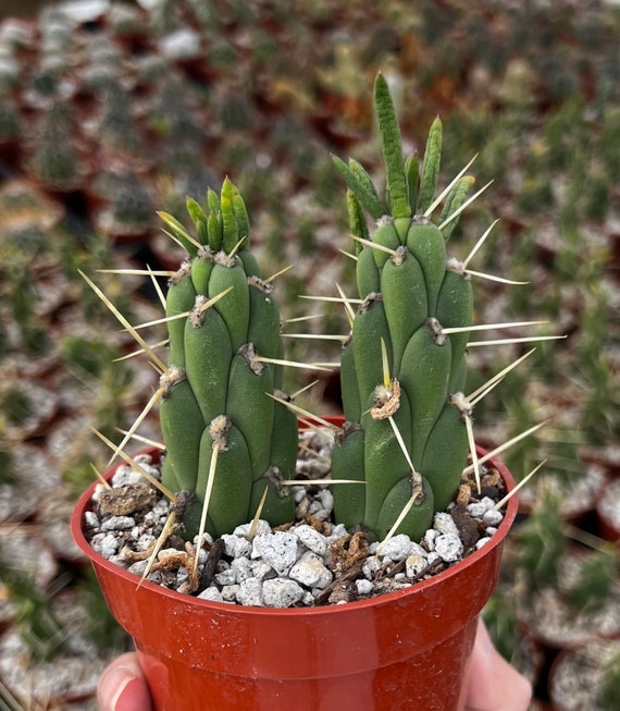 Keep Your Eve's Needle Cactus Alive: Light, Water & Care Instructions