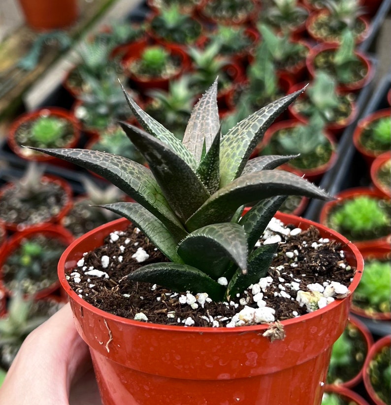 Haworthia Tessellata, Rare Succulent, Live Plant in 4 pot image 2