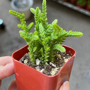 May include: A small green succulent plant with long, thin leaves growing in a red square pot.
