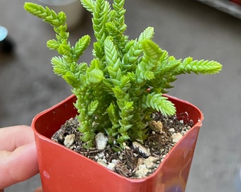 Giant Watch Chain, Princess Pine, Live Potted Succulent in 2" pot