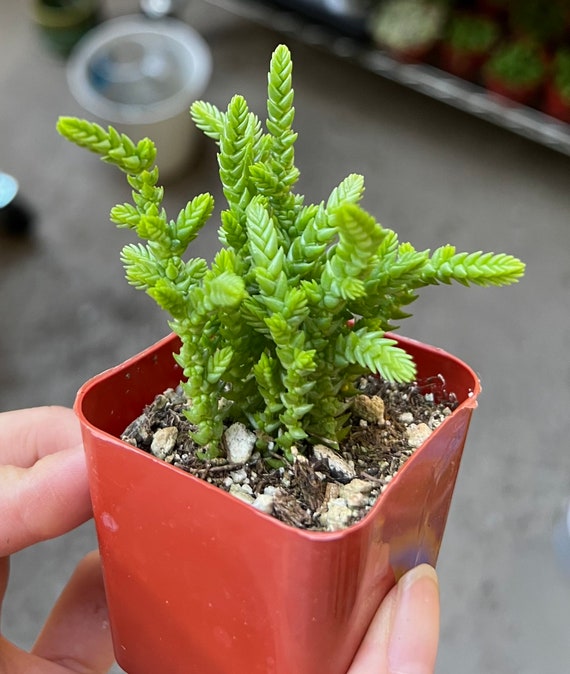 succulents greenovia with thorns hairy shape leaves Greenovia dodrentalis Mountain Rose [Dormant in Summer]