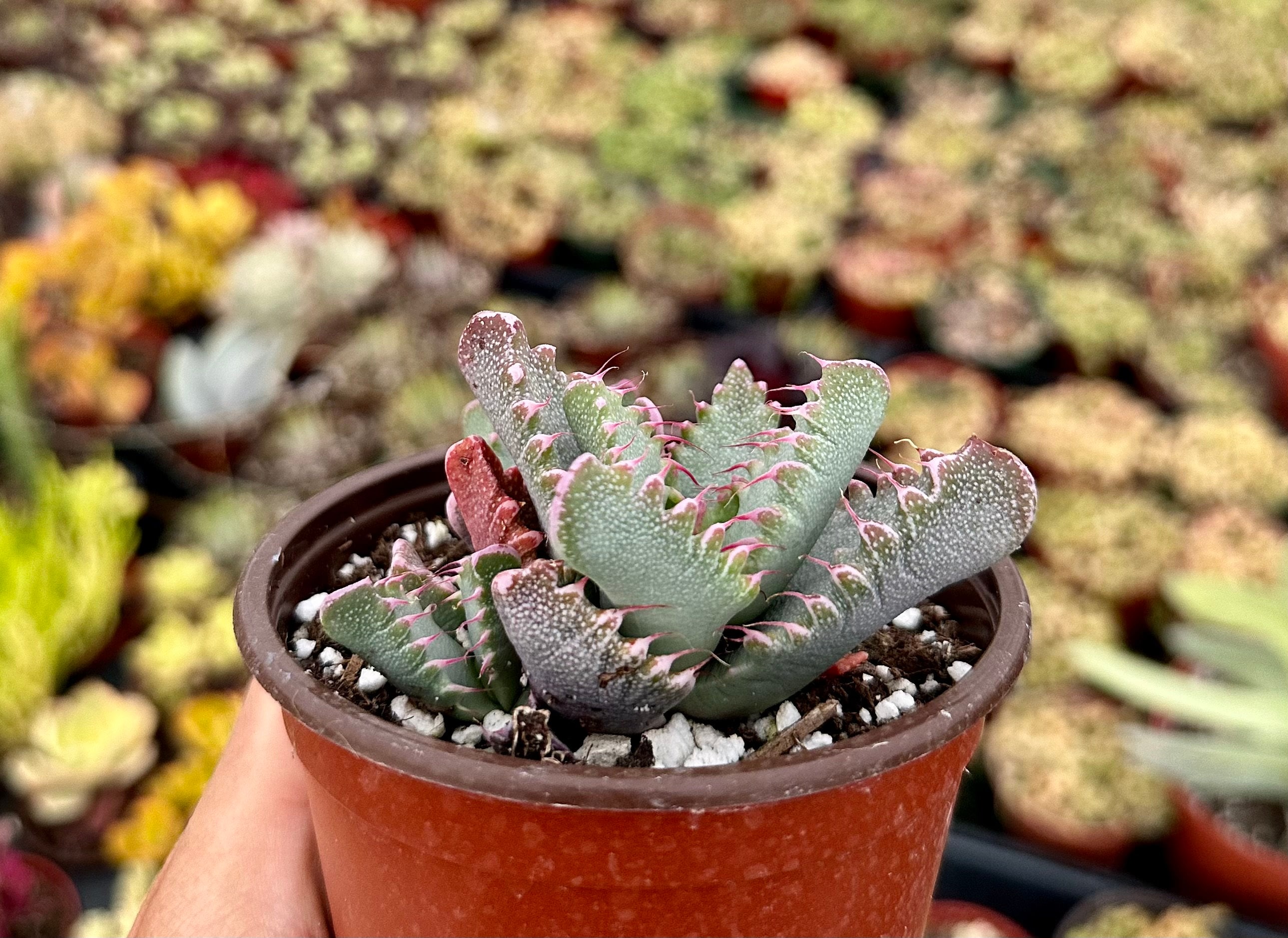 Tiger Jaw, Faucaria Tigrina, Rare Succulent, Live Plant in 2", 4" Pot - Etsy
