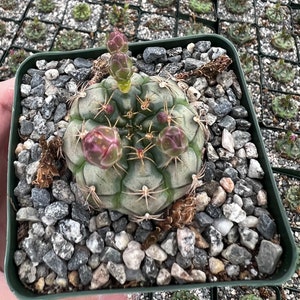 Gymnocalycium Rotundulum Cactus, Pink Cactus, Rare Cactus, Live Plant in 3.5 pot image 4