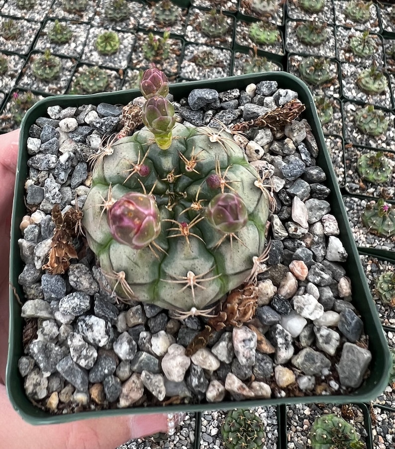 Gymnocalycium Rotundulum Cactus, Pink Cactus, Rare Cactus, Live Plant in 3.5 pot image 4