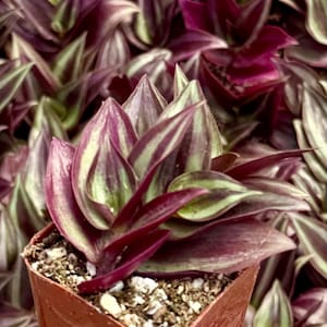 Puede incluir: Primer plano de una peque&ntilde;a planta en maceta con hojas rayadas de color morado oscuro y verde. La planta est&aacute; en una maceta de pl&aacute;stico marr&oacute;n.
