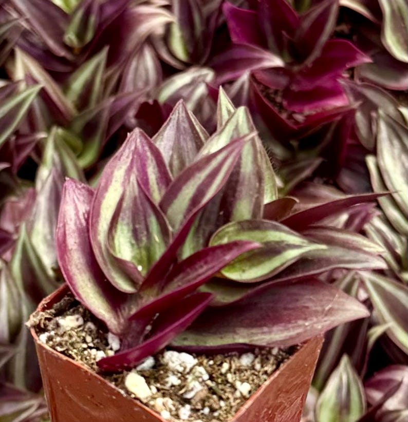 Puede incluir: Primer plano de una peque&ntilde;a planta en maceta con hojas rayadas de color morado oscuro y verde. La planta est&aacute; en una maceta de pl&aacute;stico marr&oacute;n.