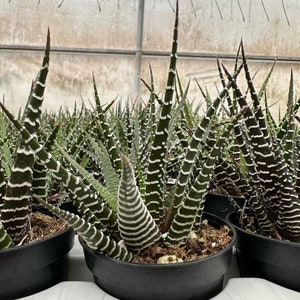 Zebra Plant, Haworthia Fasciata, Small Succulent, Easy care plant in 2, 4 pot image 6