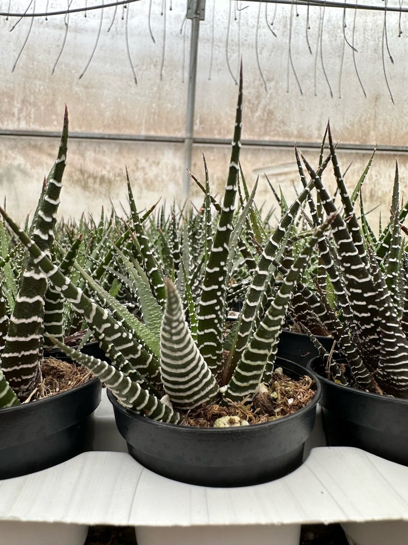 Zebra Plant, Haworthia Fasciata, Small Succulent, Easy care plant in 2, 4 pot image 6