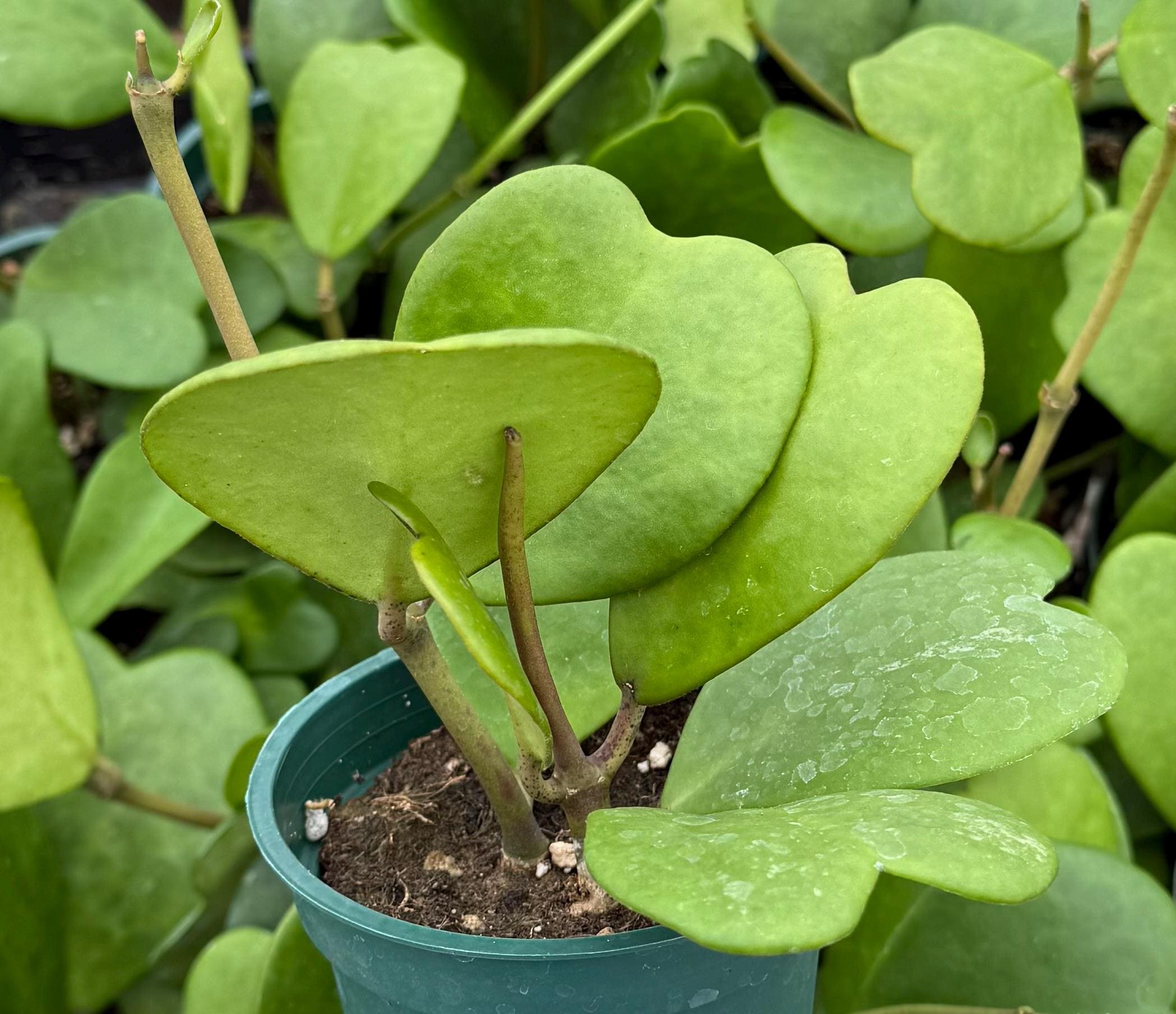 Variegated Heart Leaf Hoya, Variegated Hoya Kerrii, Hoya Kerri