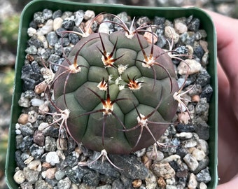 Cactiandexotica Gymnocalycium Saglionis Cactus, Giant Chin Cactus, Live Plant in 3" pot