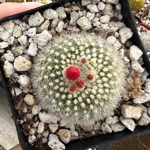 Red Crown Cactus, Fire Crown Cactus, Rebutia Minuscula, Blooming Cactus, Live Plant in 2.5'' pot image 4