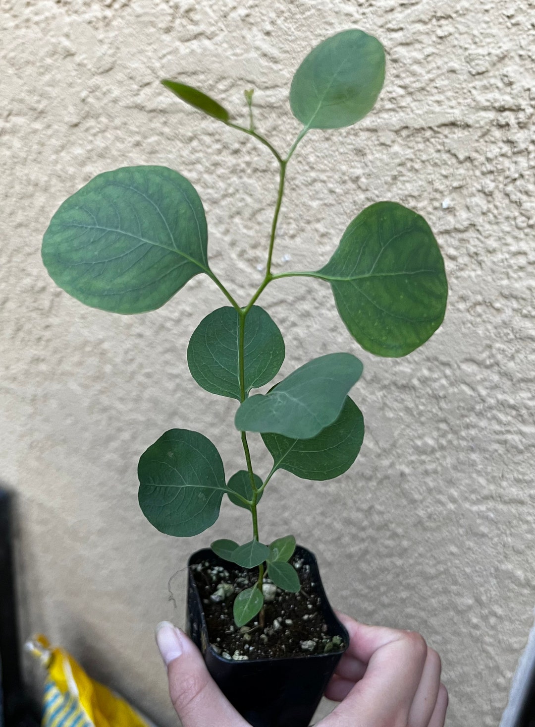 Silver Dollar Eucalyptus Live Plant, Live Evergreen Tree, Unique Plant, Baby Tree Etsy