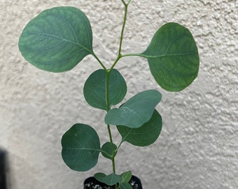 May include: A young eucalyptus plant with rounded, matte green leaves arranged in opposite pairs along a slender, upright stem. The plant is housed in a small, square black plastic nursery pot filled with dark potting soil and perlite.