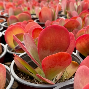 Puede incluir: Primer plano de m&uacute;ltiples suculentas en macetas con hojas grandes, redondeadas, rojas y verdes. Las plantas est&aacute;n en peque&ntilde;as macetas negras, creando una exhibici&oacute;n densa y colorida. Las hojas tienen una apariencia vibrante.