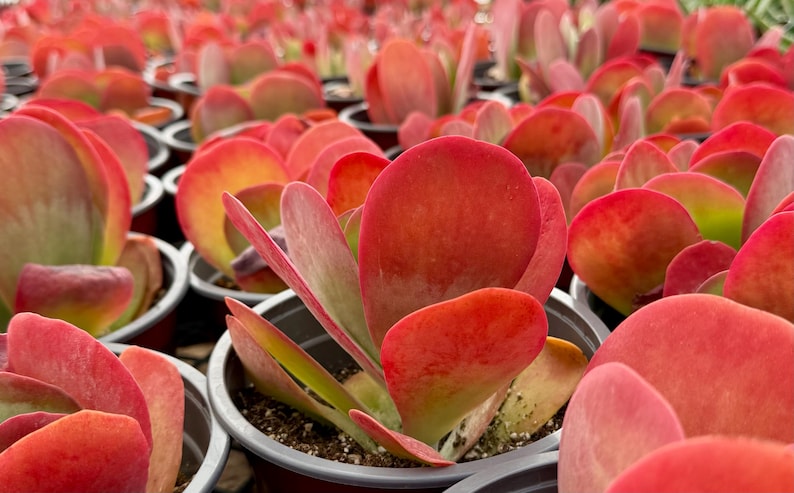 Puede incluir: Primer plano de m&uacute;ltiples suculentas en macetas con hojas grandes, redondeadas, rojas y verdes. Las plantas est&aacute;n en peque&ntilde;as macetas negras, creando una exhibici&oacute;n densa y colorida. Las hojas tienen una apariencia vibrante.