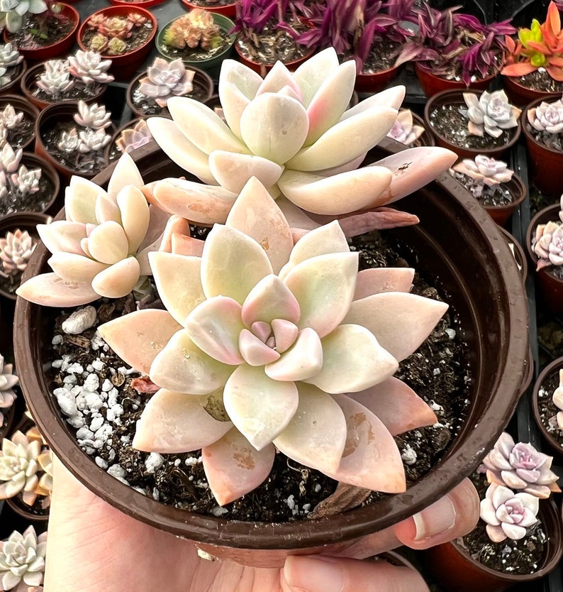 Propagate easily