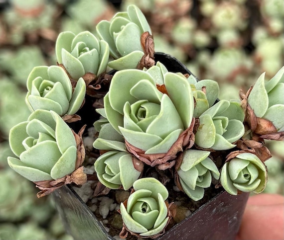 variegated raven zz plant Zamioculcas zamiifolia Raven Black Variegated main image 0