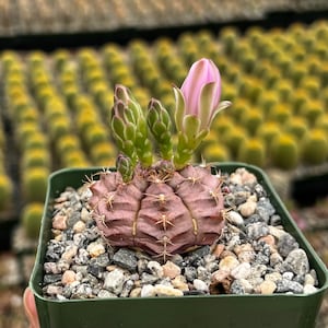 Gymnocalycium Rotundulum Cactus, Pink Cactus, Rare Cactus, Live Plant in 3.5 pot image 1