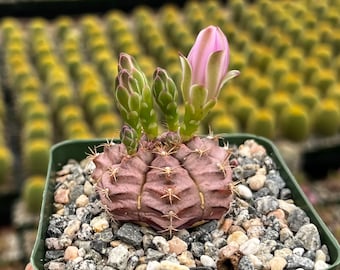 Gymnocalycium Rotundulum Cactus, Pink Cactus, Rare Cactus, Live Plant in 3.5" pot