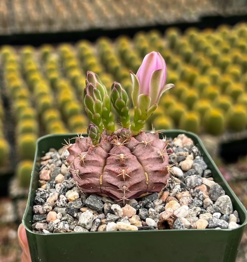 Gymnocalycium Rotundulum Cactus, Pink Cactus, Rare Cactus, Live Plant in 3.5 pot image 1