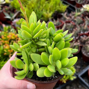 May include: A vibrant green succulent plant with rounded leaves and reddish edges, potted in a brown plastic container. The plant has a tall, slender stem with small buds. The background shows other plants in similar pots.
