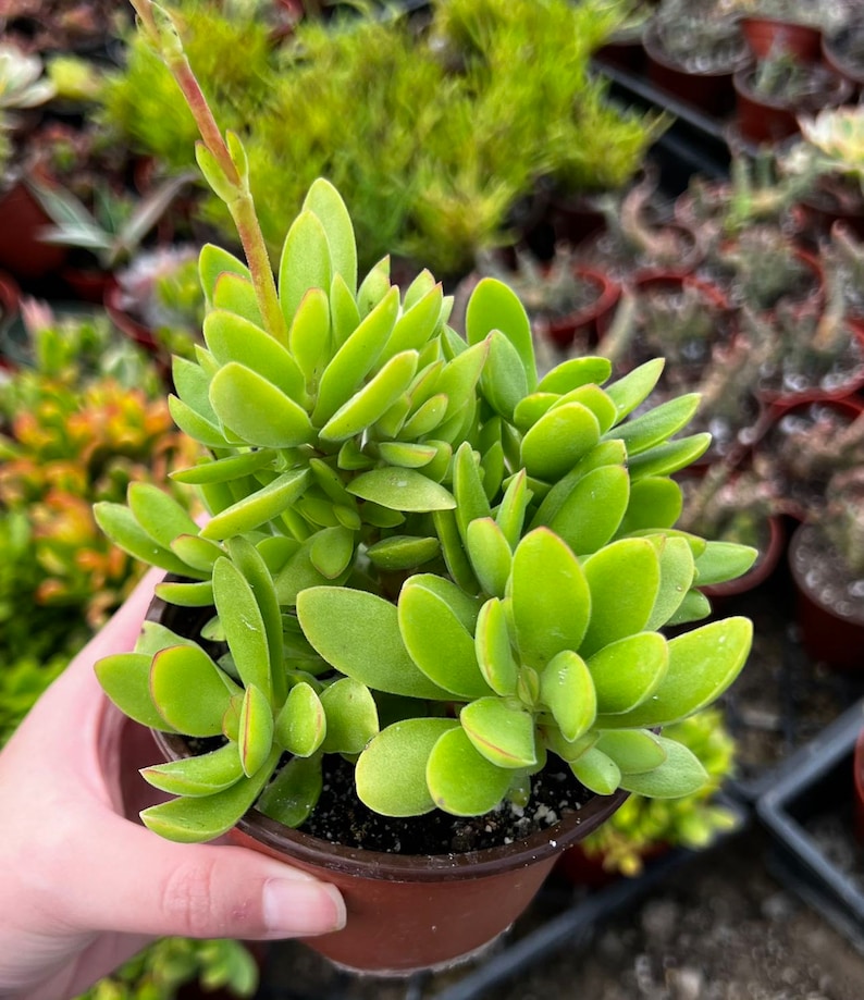 May include: A vibrant green succulent plant with rounded leaves and reddish edges, potted in a brown plastic container. The plant has a tall, slender stem with small buds. The background shows other plants in similar pots.