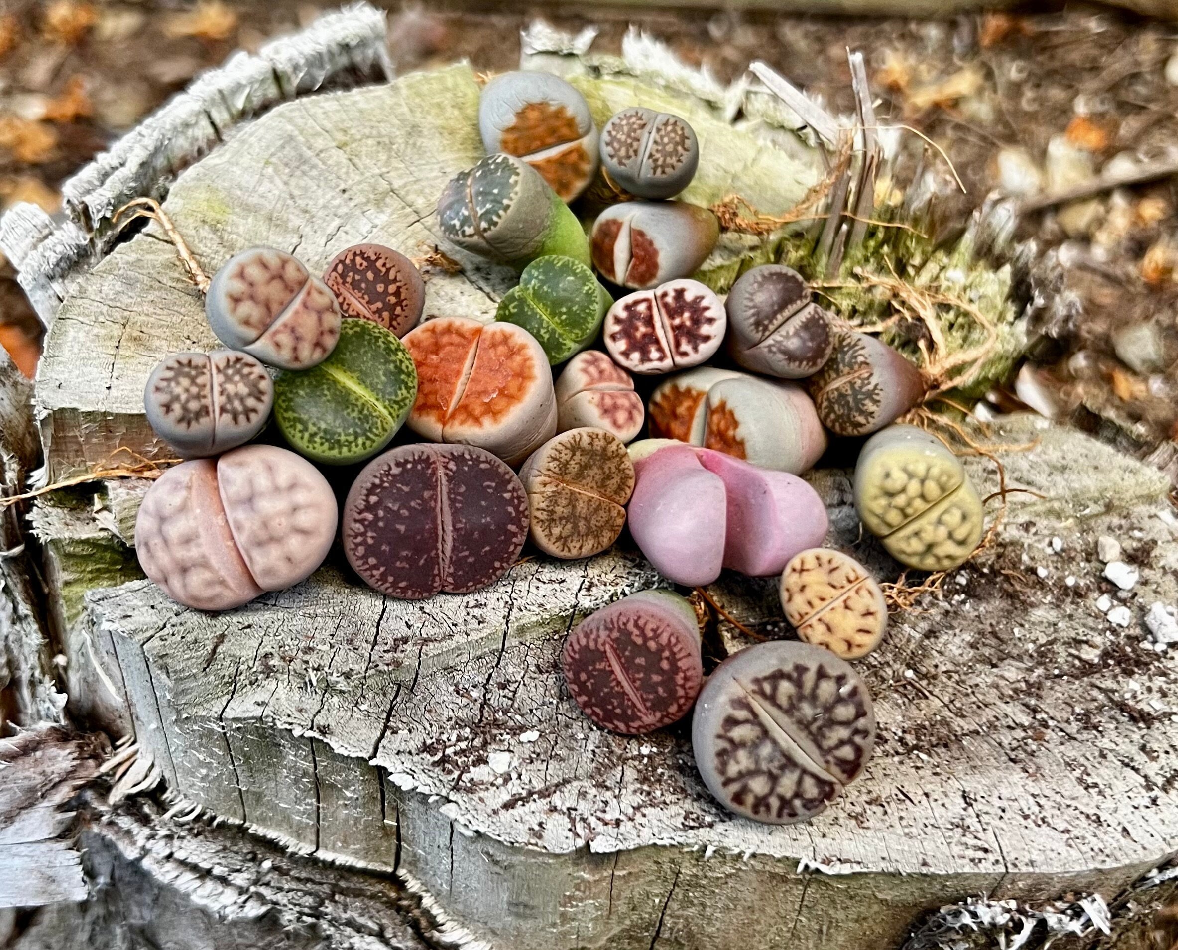 Exotic Stones - Etsy