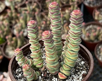 Baby Necklace, Crassula Rupestris, Rare Succulent, Live Plant in 4'' pot