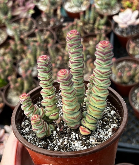 Baby Necklace, Crassula Rupestris, Rare Succulent, Live Plant in 4'' pot