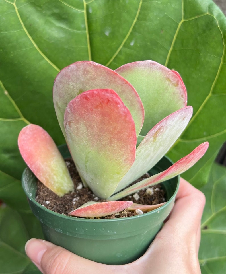Puede incluir: Una planta suculenta en maceta con hojas redondeadas en forma de paleta. Las hojas hacen la transici&oacute;n de verde a rosa rojizo en los bordes. La planta est&aacute; en una maceta de pl&aacute;stico verde peque&ntilde;a, contra un fondo de una hoja verde grande.