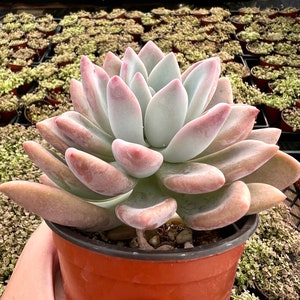 Graptoveria Opalina, Pink Succulent, Rare Live Plant in 4&#39;&#39; pot