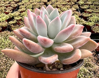 Graptoveria Opalina, Pink Succulent, Rare Live Plant in 4'' pot