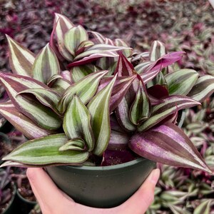 Puede incluir: Una planta de interior en maceta con hojas largas y rayadas en tonos de verde, blanco y morado. Las hojas est&aacute;n dispuestas en forma de abanico, con las puntas de las hojas apuntando hacia arriba.