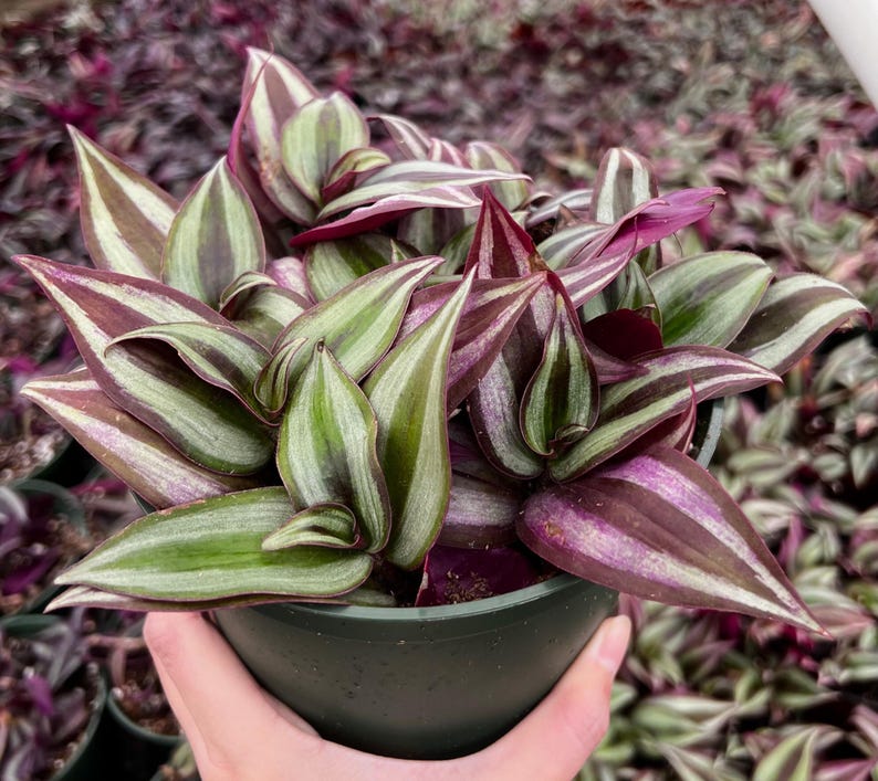Puede incluir: Una planta de interior en maceta con hojas largas y rayadas en tonos de verde, blanco y morado. Las hojas est&aacute;n dispuestas en forma de abanico, con las puntas de las hojas apuntando hacia arriba.