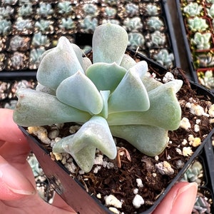 Topsy Turvy Echeveria, Small Succulent, Live Plant in 2&#39;&#39; pot