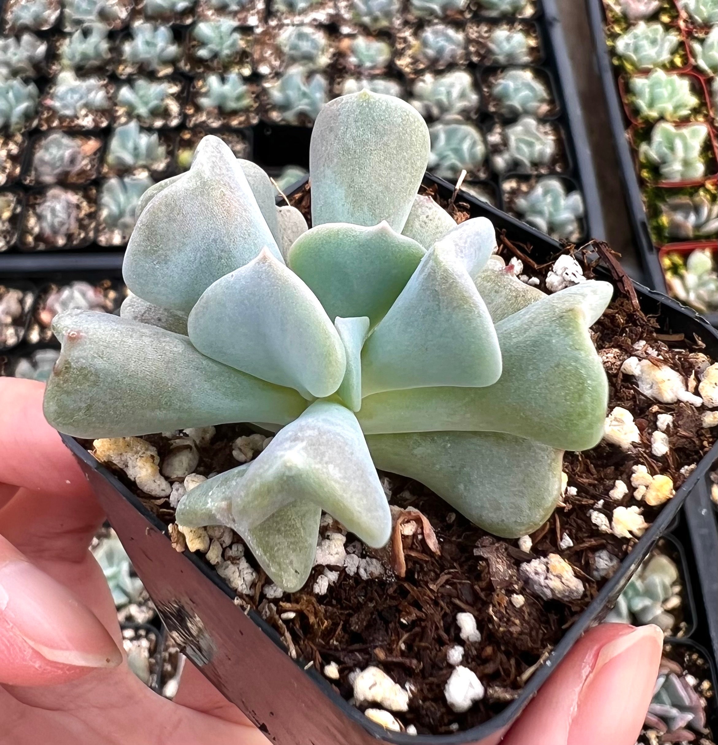 sunburst succulent plant Aeonium 'Sunburst' #5 at SPROUT HOME