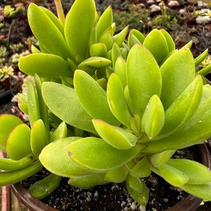 May include: A close-up of a succulent plant with vibrant green, oval-shaped leaves. The leaves have a slightly fuzzy texture and reddish edges. The plant is potted in a brown container with dark soil, showcasing a healthy, thriving succulent.