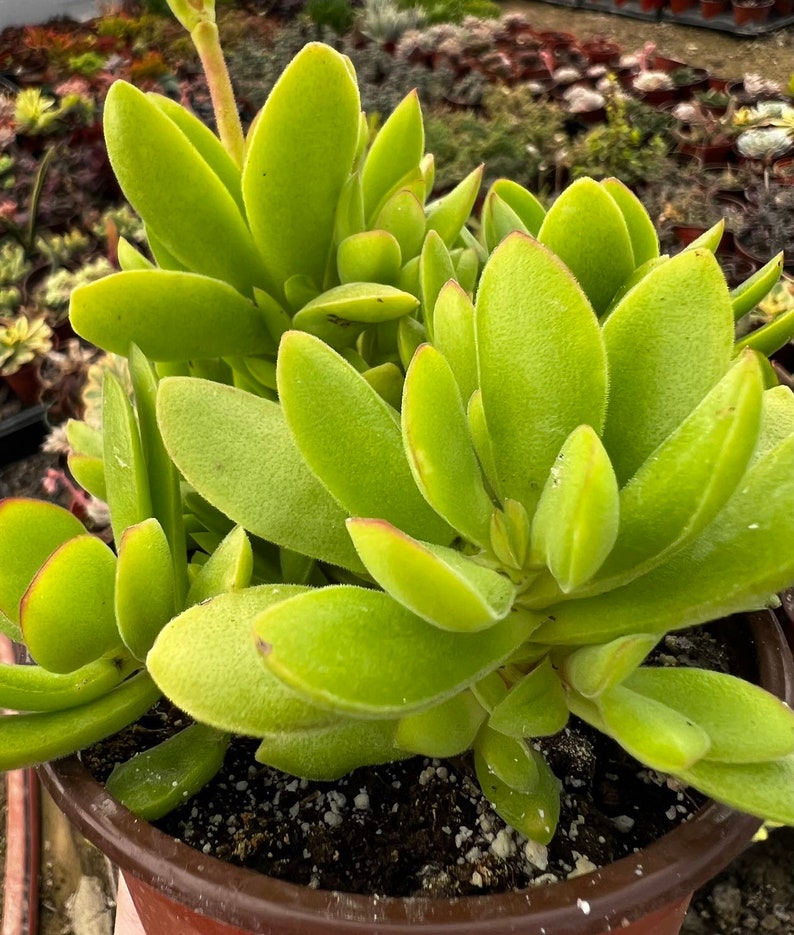 May include: A close-up of a succulent plant with vibrant green, oval-shaped leaves. The leaves have a slightly fuzzy texture and reddish edges. The plant is potted in a brown container with dark soil, showcasing a healthy, thriving succulent.