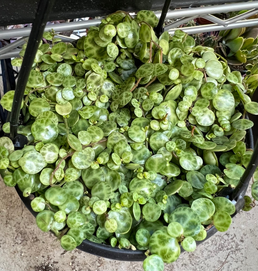 String of Turtles Trailing Succulent Hanging Plant Home - Etsy