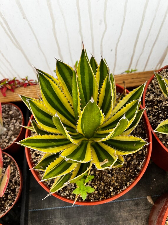 agave potatorum variegata Agave 'Potatorum'  The Groovy Plants Ranch LLC