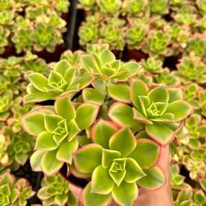 Pu&ograve; includere: Primo piano di una pianta succulenta verde con bordi rossi sulle foglie. La pianta &egrave; in un piccolo vaso marrone e viene tenuta da una mano.
