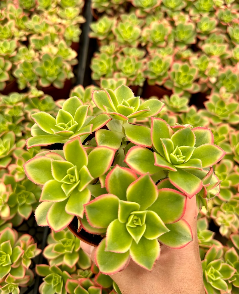 Pu&ograve; includere: Primo piano di una pianta succulenta verde con bordi rossi sulle foglie. La pianta &egrave; in un piccolo vaso marrone e viene tenuta da una mano.
