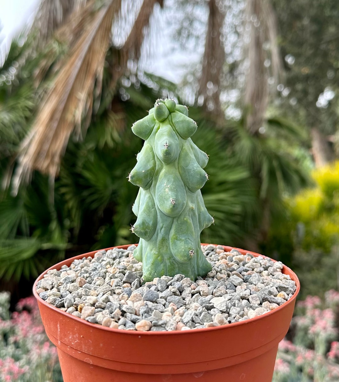 Boobie Cactus, Myrtillocactus Geometrizans Cactus, Rare Cactus, Exotic  Plant in 4", 6", 8" Pot - Etsy Denmark