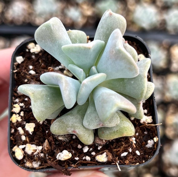 bulk succulents for sale Assorted 2'' Succulent Sets, Wholesale Succulents