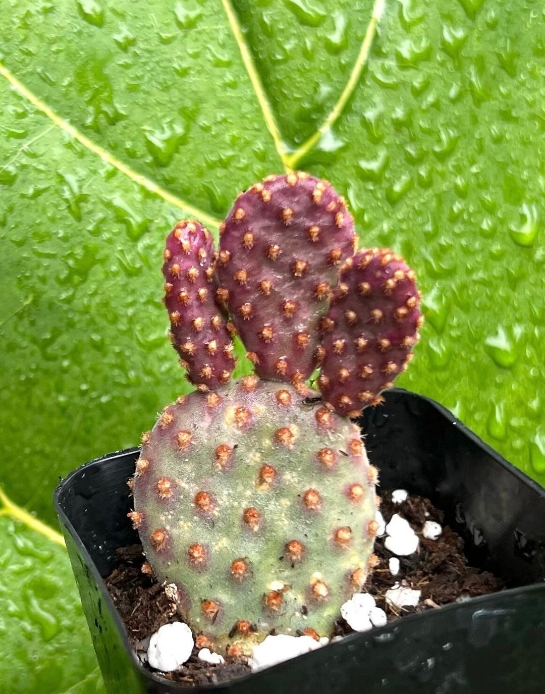 Mini Cinnamon Cactus, Opuntia Rufida Minima, Rare Cactus, Small Succulent, Live Plant in 2'', 4