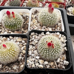 Red Crown Cactus, Fire Crown Cactus, Rebutia Minuscula, Blooming Cactus, Live Plant in 2.5'' pot image 5