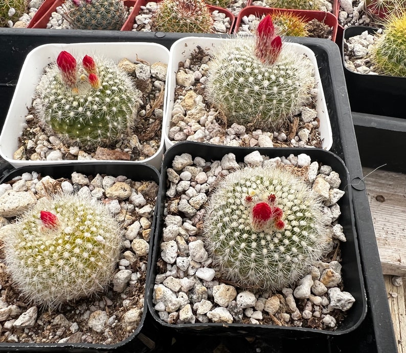 Red Crown Cactus, Fire Crown Cactus, Rebutia Minuscula, Blooming Cactus, Live Plant in 2.5'' pot image 5