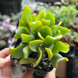 May include: A small succulent plant with green, curled leaves and red edges. The plant is potted in a black plastic pot.