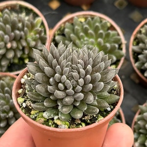May include: A small potted succulent plant with dark green leaves arranged in a rosette shape. The plant is in a brown plastic pot with a white rim.
